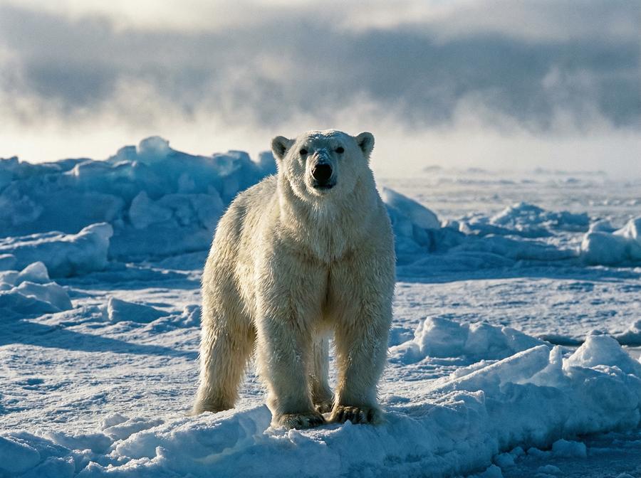 抖阴北极熊视频演示 北极熊冰原生存写真
